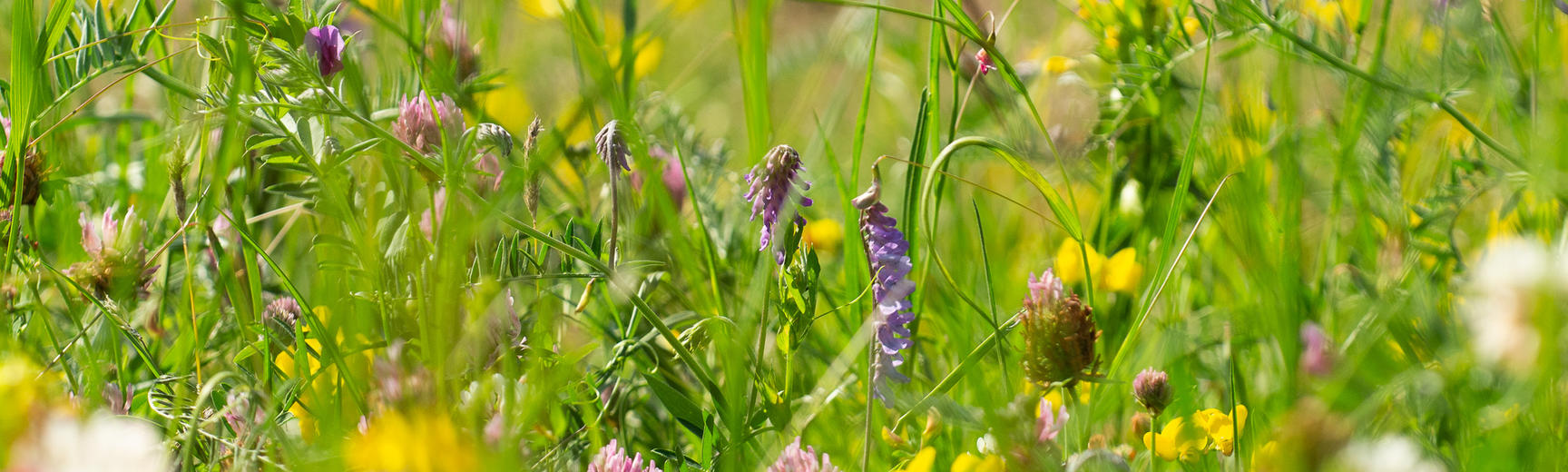 A closeup of the wildflower meadow