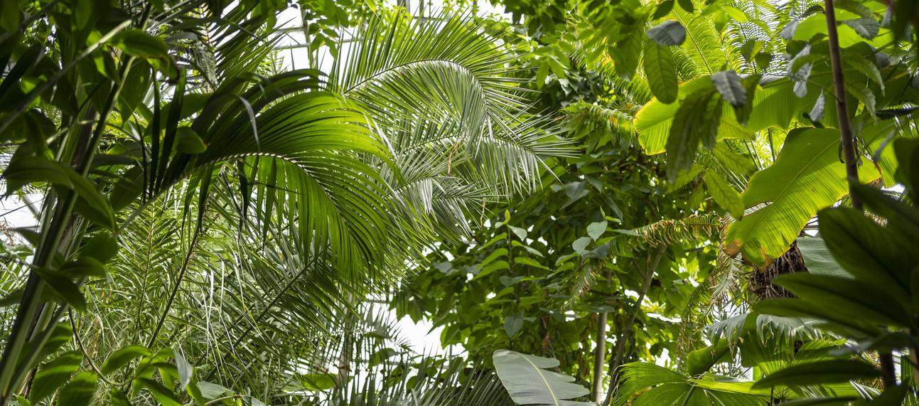Rainforest house at Botanic Garden
