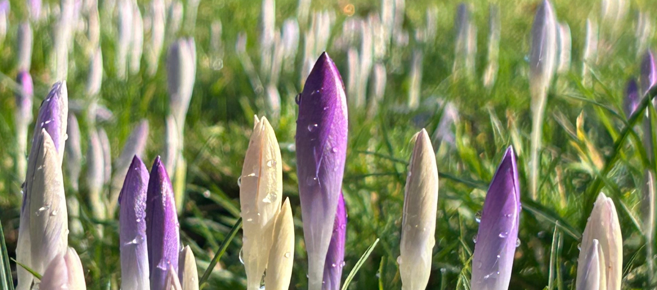 Spring bulbs in Walled Garden