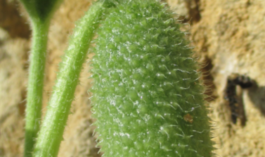 ecballium elaterium edit