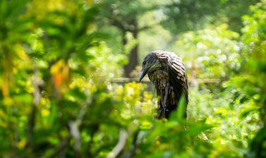 phillip pullman  oxford botanic garden  deamon sculpture  lower garden