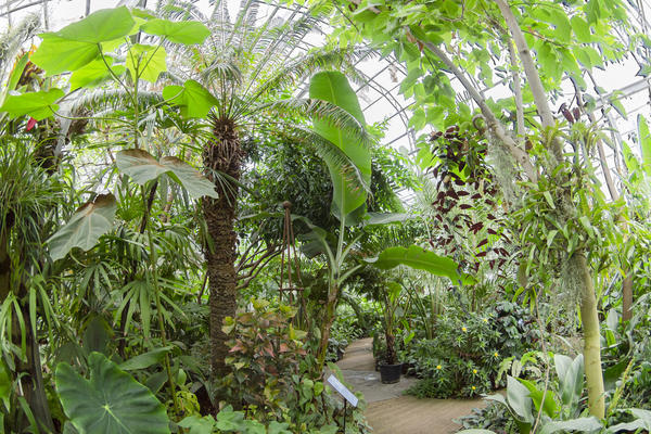 rainforest house wide angle