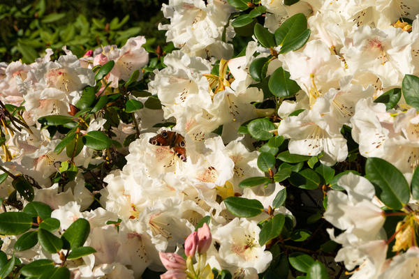 rhododendron  butterfly  insects  harcourt arboretum