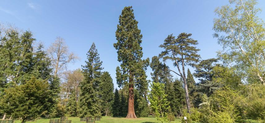 Giant redwoods at Harcourt Arboretum