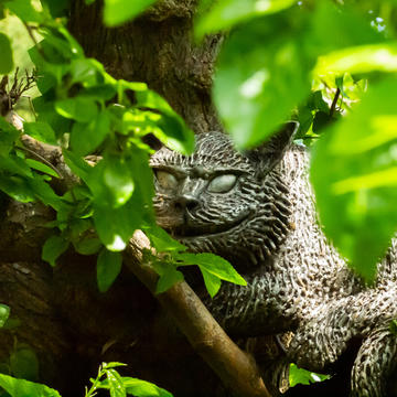 cheshire cat  p1011252