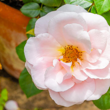 Oxford Physic Rose